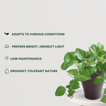 Vibrant green money plant for decor